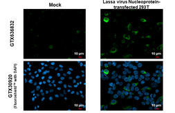 Anti-Lassa virus Nucleoprotein antibody [HL1392] used in Immunocytochemistry/ Immunofluorescence (ICC/IF). GTX636832